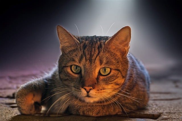 Discover Park City’s Skiing Paradise with Salt Lake Ski Train’s…