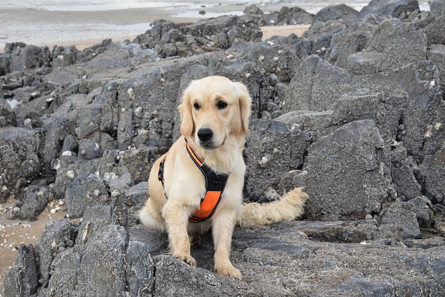 Ski Smarter, Ski Alta with SaltLakeSkiTrain TL;DR: Ride the SaltLakeSkiTrain…