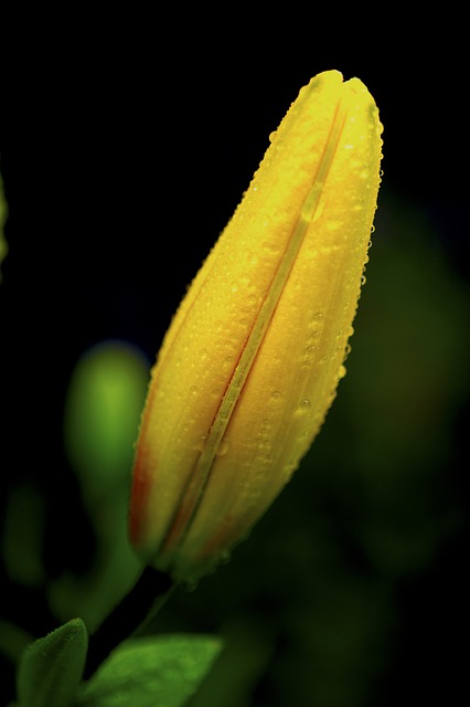 Experience the Ultimate Ski Adventure with Private Transportation near Me…