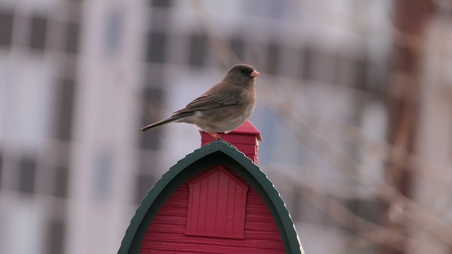 Discover Unforgettable Winter Thrills at Cable Car in Snowbird with…