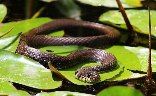 Escape to Snowbird’s Slopes with Saltlakeskitrain.com: Your Ultimate Funicular Adventure…