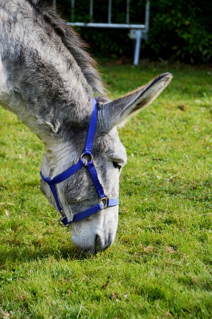 Ride-Share to Alta: Your Hassle-Free Ski Getaway with SaltLakeSkiTrain.com TL;DR:…