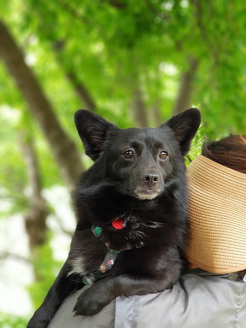 Discover the Ultimate Winter Getaway at Powder Mountain with Ski…