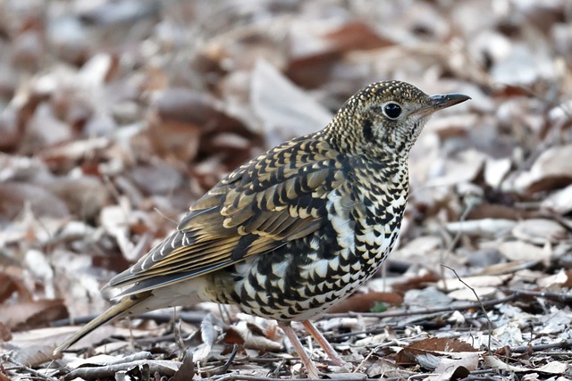 Headline: Elevate Your Ski Adventure with Private Transportation to Powder…