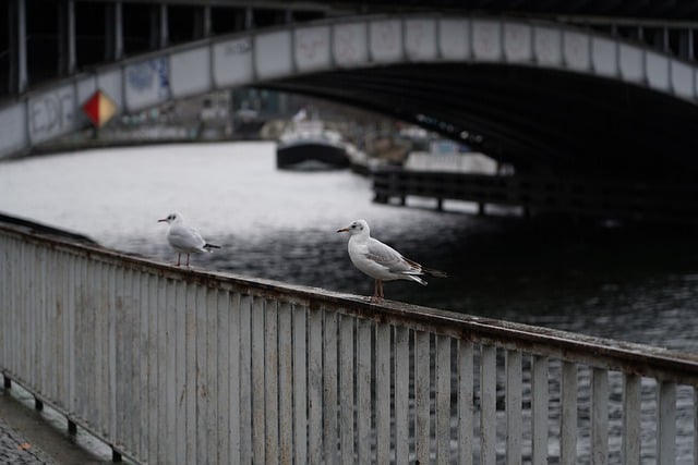 Get Ready to Soar: Woodward’s Salt Lake City Ski Gondola…