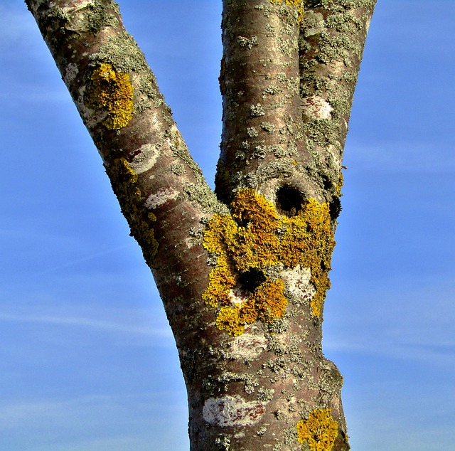 Escape to Brighton’s Slopes with Cottonwood Connect: The Ultimate Ski…