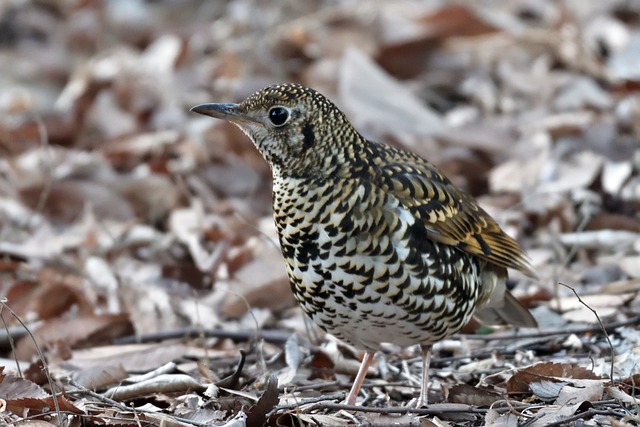 Unlock a World of Winter Excitement in Park City North…