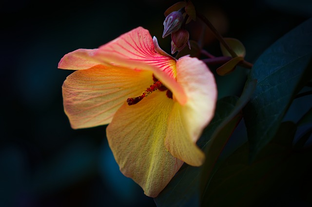 Cottonwood Connect: Your Gateway to Deer Valley’s Ski Paradise TL;DR:…