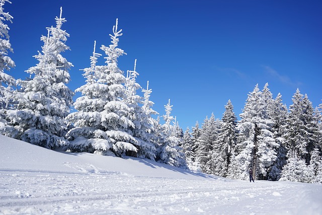 Unleash Your Ski Adventure at Snowbird with SaltLakeSkiTrain.com TL;DR: Discover…